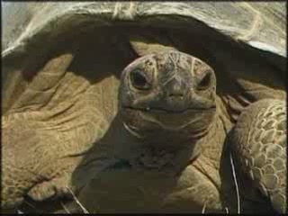 صور Aldabra giant tortoise ألحيوَانَات