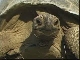 Aldabra giant tortoise