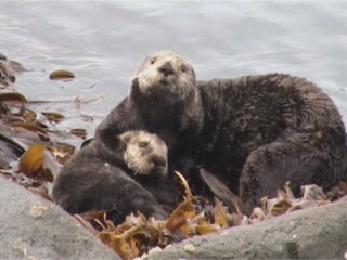 صور Animal World of Kamchatka ألحيوَانَات