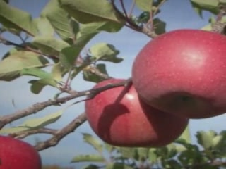 صور Aomori Apples ألطَّقص