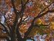 Autumn in Sapporo