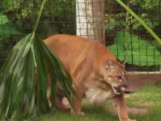 صور Big Cats in Gatorland ألحيوَانَات