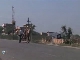 Camel in the Thar Desert