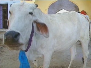 صور Cattle in religion ثقافة