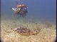 Cayman Islands diving