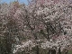 Cherry Blossoms in Sapporo