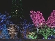 Christmass Illumination in Sapporo