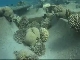 Coral reefs in Aqaba (الأردن)