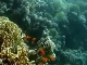 Diving in Aqaba