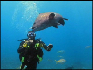 صور Diving in Belize غوص