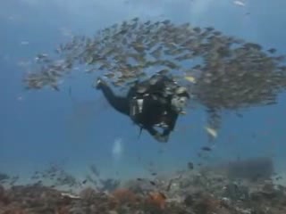 صور Diving in Ponto do Oura غوص