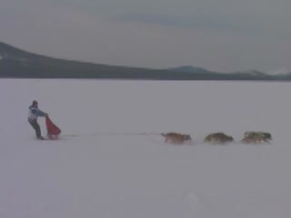 صور Dog Sled Ride تسلية