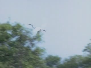 صور Egrets in Goa ألحيوَانَات