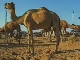 Camel Fair in Pushkar