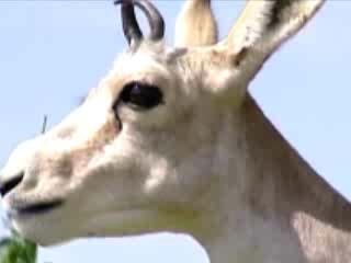 صور Fauna of Tajikistan ألحيوَانَات