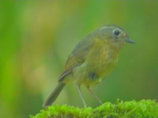 صور Flora and Fauna of Taiwan ألحيوَانَات