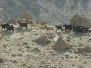 صور Flora and fauna in the reserve Dana متنزه وطني