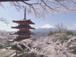 صور Flowering Cherry in Yamanashi ألطَّقص