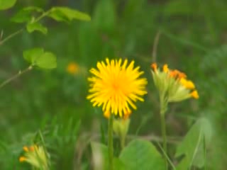 صور Flowers of Ingushetiya ألطَّقص