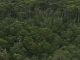 Леса Тасмании