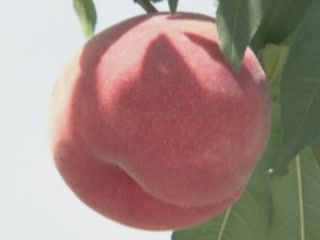 صور Fruits of Yamanashi ألطَّقص