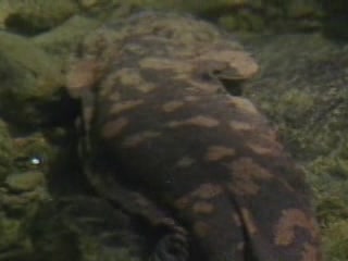 صور Giant salamander of Zhangjiajie ألحيوَانَات