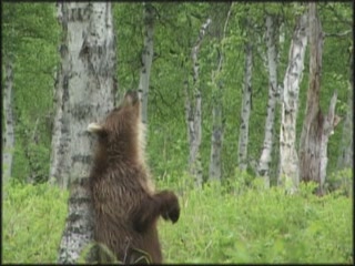 صور Kamchatka Brown Bear ألحيوَانَات