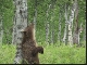 Камчатский бурый медведь