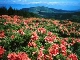 Matsumoto Flowers (Japan)