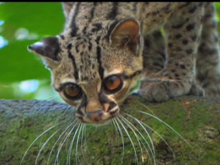 صور Nature in Belize ألطَّقص