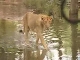 Зоопарк Неру (Индия)
