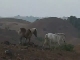 Nongkhnum Island (الهند)