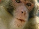Rhesus Monkeys Nature Reserve