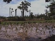 Rice paddies of Kerala