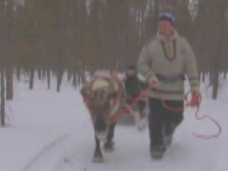 صور Riding on Reindeer in Posio تسلية