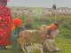 Sheep Breeding
