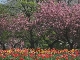 Spring in Sapporo