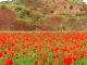 Summer in Tajikistan