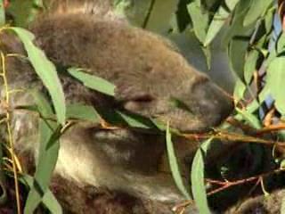 صور Tasmania Zoo ألحيوَانَات