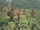 Tea plantations in Bangladesh