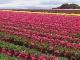 Тюльпаны Тасмании