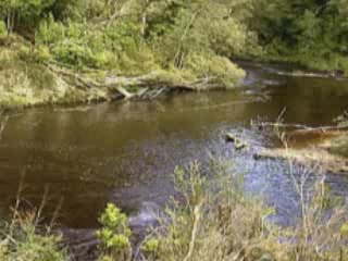 صور Wild Flora of Tasmania ألطَّقص