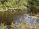 Wild Flora of Tasmania