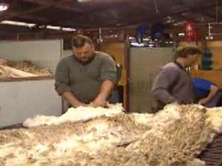 صور Wool Production in Tasmania جمعيّة