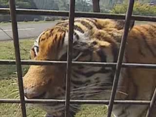 صور Zoos of Beppu ألحيوَانَات