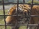 Zoos of Beppu