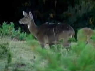 صور Awash National Park متنزه وطني