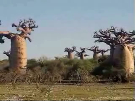 صور Madagascar, baobabs ألطَّقص