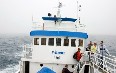 Whale Safari, Andenes 图片