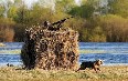 Belarus, hunting Images